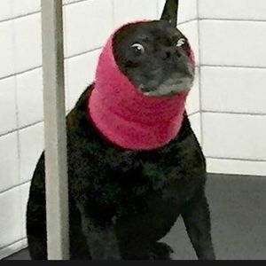 Meet your Posher, Isaac